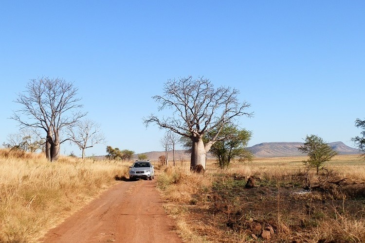 A vehicle drives along a dirt road or Marlgu Billabong track flanked by tall, striking boab trees in a dry, open landscape with distant hills under a clear blue sky.