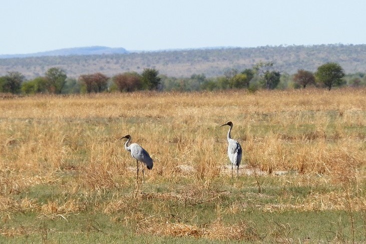Two brolgas standing in a dry, grassy field with a distant backdrop of trees and rolling hills under a clear sky in Marlgu Billabong