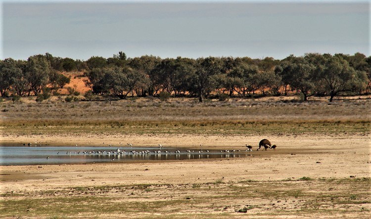 An emu drinks from a small waterhole at Cobham Lake, surrounded by a flock of birds, with a backdrop of trees and a dry, rugged landscape.