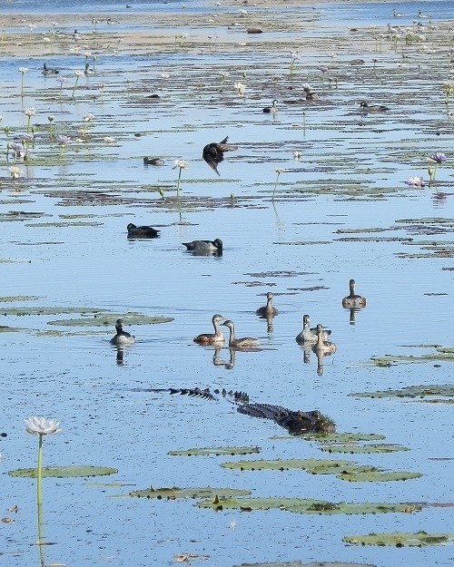 An alligator partially submerged in a water lily-covered pond, surrounded by various waterbirds floating and wading nearby. The scene feels calm, yet the presence of the alligator adds a hint of tension.