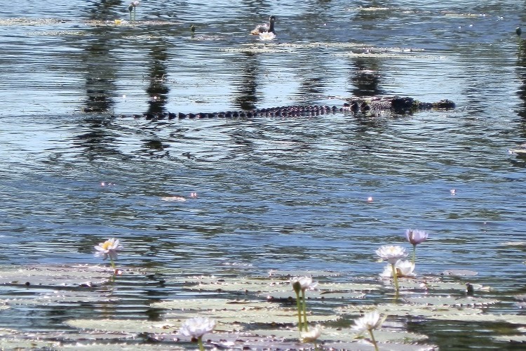 An alligator partially submerged in calm water, surrounded by water lilies and distant birds, quietly lurking in Marlgu Billabong