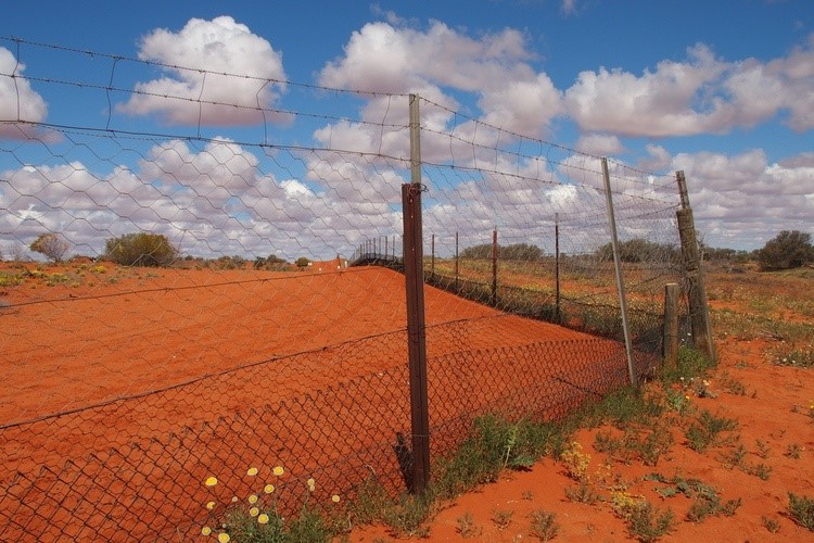 A long, wire-mesh dingo fence stretches across the red desert landscape at Cameron Corner, New South Wales, under a sky filled with fluffy clouds.