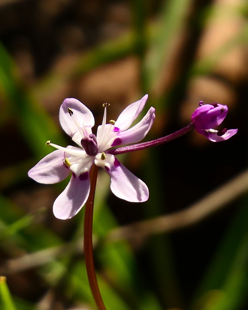Close-up of a small pink wildflower from Alligator Gorge in South Australia's Mid North region. Discover things to do in Port Augusta, including exploring the wildflowers in nearby gorges.