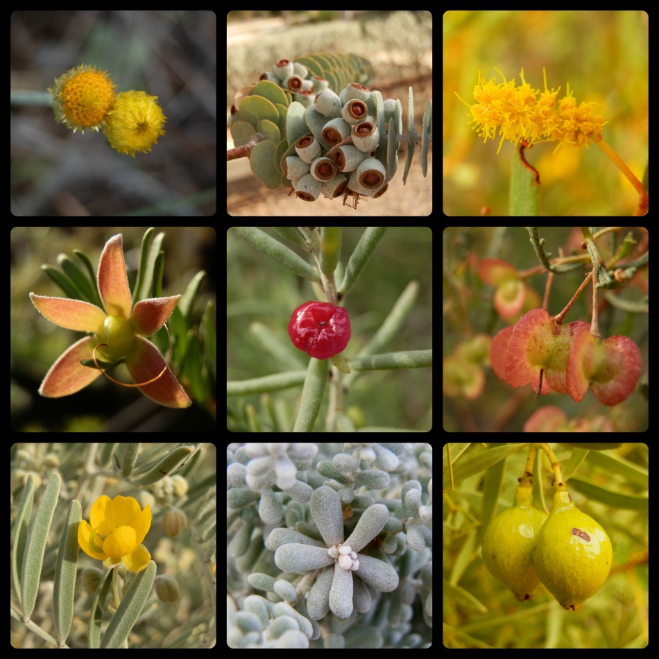 Collage of various arid land plants from the Port Augusta region in South Australia, showcasing diverse flowers, seeds, and fruits. Discover things to do in Port Augusta by exploring the unique flora at the Arid Lands Botanic Garden.