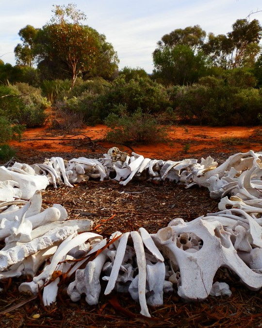 Art installation of arranged animal bones at the Arid Lands Botanic Garden in Port Augusta, surrounded by native vegetation. Discover unique things to do in Port Augusta like visiting this intriguing garden.