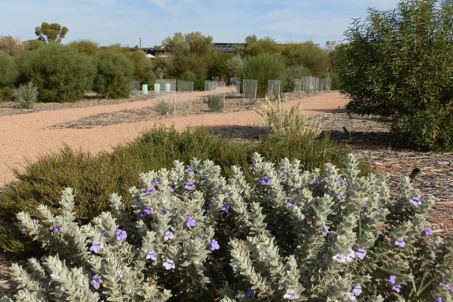 Flowering shrubs and paths in the Arid Lands Botanic Garden in Port Augusta. Discover things to do in Port Augusta, such as exploring these beautiful gardens.