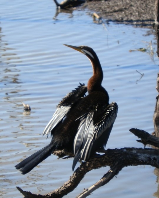 An Australasian darter perched on a branch by the water, wings partially spread as it dries them under the sunlight.