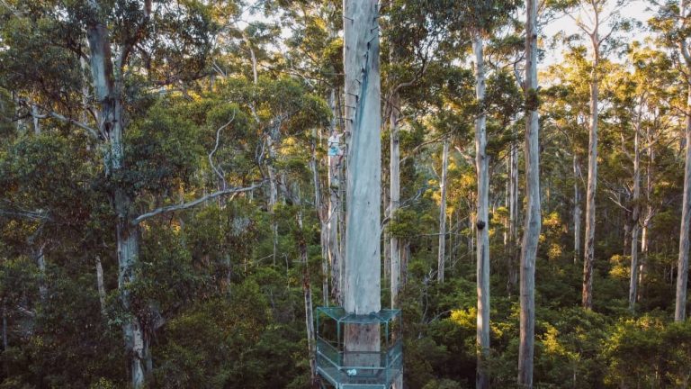 Person climbing the Dave Evans Bicentennial Tree in Pemberton, surrounded by towering trees in a dense forest. It shows activities included in the best Pemberton tours