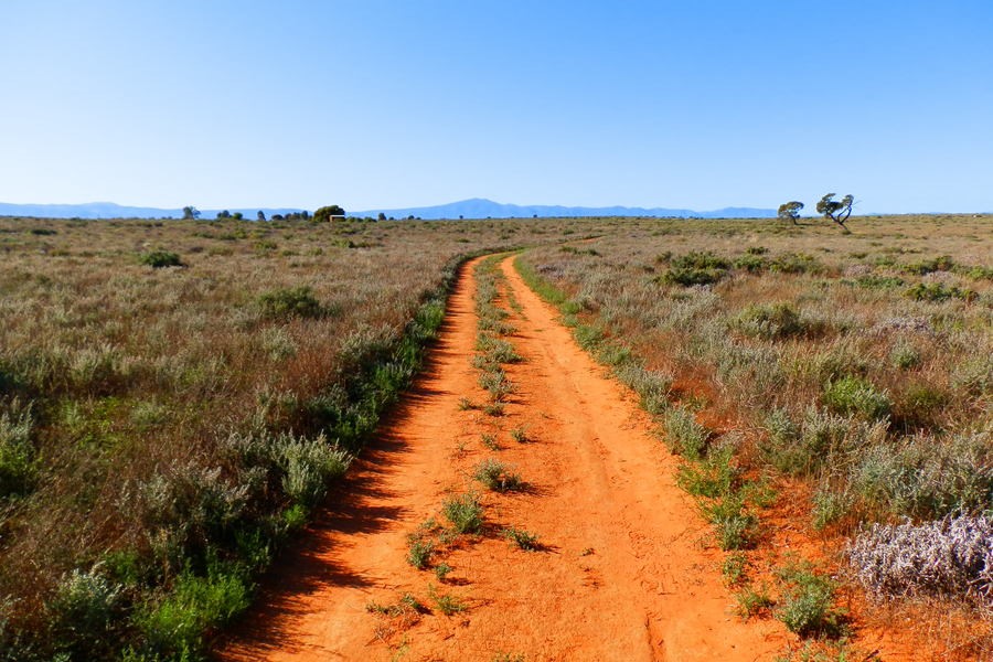 Red dirt track leading through the Arid Lands Botanic Garden in Port Augusta with the Flinders Ranges in the distance.