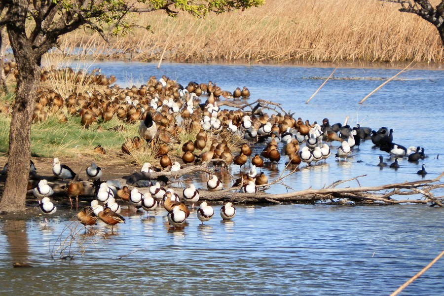A large gathering of various waterbirds, including ducks and geese, congregating along the shoreline and in the shallow waters of Marlgu Billabong, surrounded by reeds and trees.