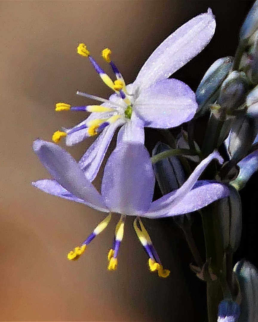 Close-up of a delicate wildflower with purple petals and yellow stamens found in Alligator Gorge, South Australia.