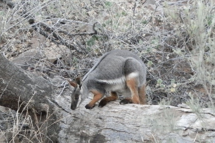Yellow-footed rock wallaby at Arkaroola Wilderness Resort in the South Australian outback, blending into its rugged, rocky surroundings. Discover things to do in Port Augusta, including wildlife spotting at nearby Arkaroola.