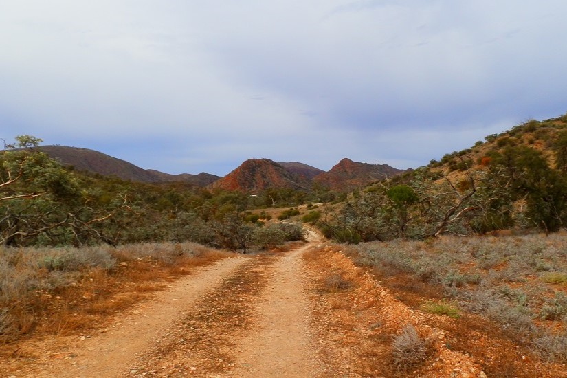 A dirt road winding through the rugged terrain, surrounded by native bushland at Arkaroola Wilderness Sanctuary in South Australia.