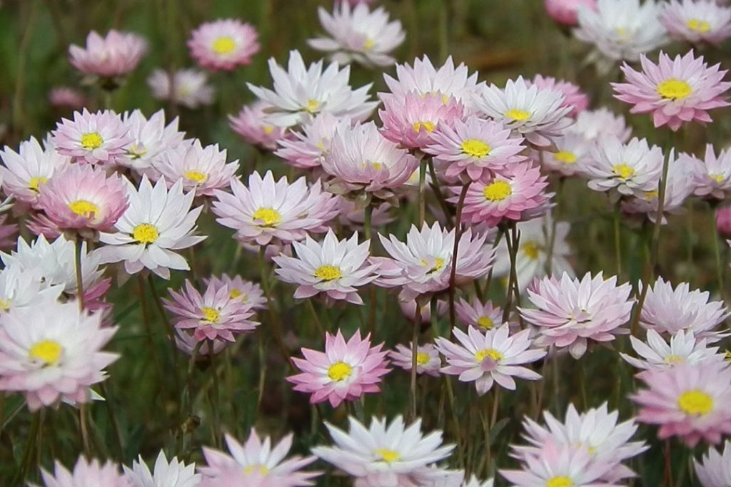 Pink and White Everlastings, Carnamah WA. A vibrant cluster of pink and white everlasting wildflowers with yellow centers, blooming in a field. The delicate petals give the flowers a soft, charming appearance.