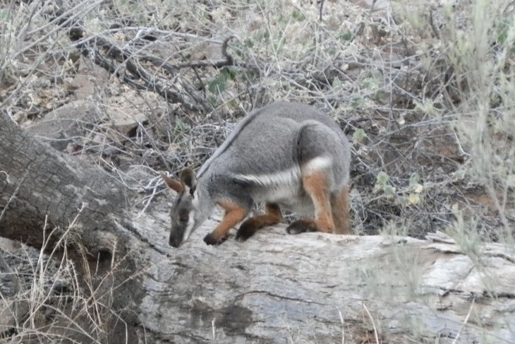 A Yellow-footed Rock-wallaby perched on a fallen log, blending into the dry, rocky surroundings at Arkaroola Wilderness Sanctuary in South Australia.
