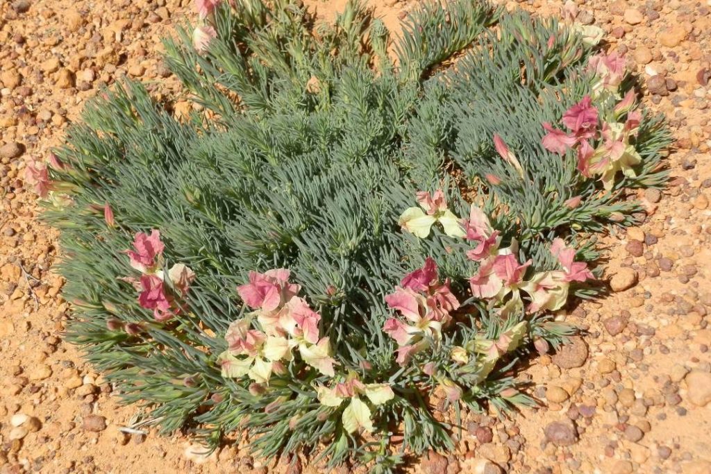 Wreath Lechenaultia Wildflowers, Carnamah WA: A circular arrangement of green foliage with soft pink and cream-colored flowers growing close to the ground in a sandy desert landscape.
