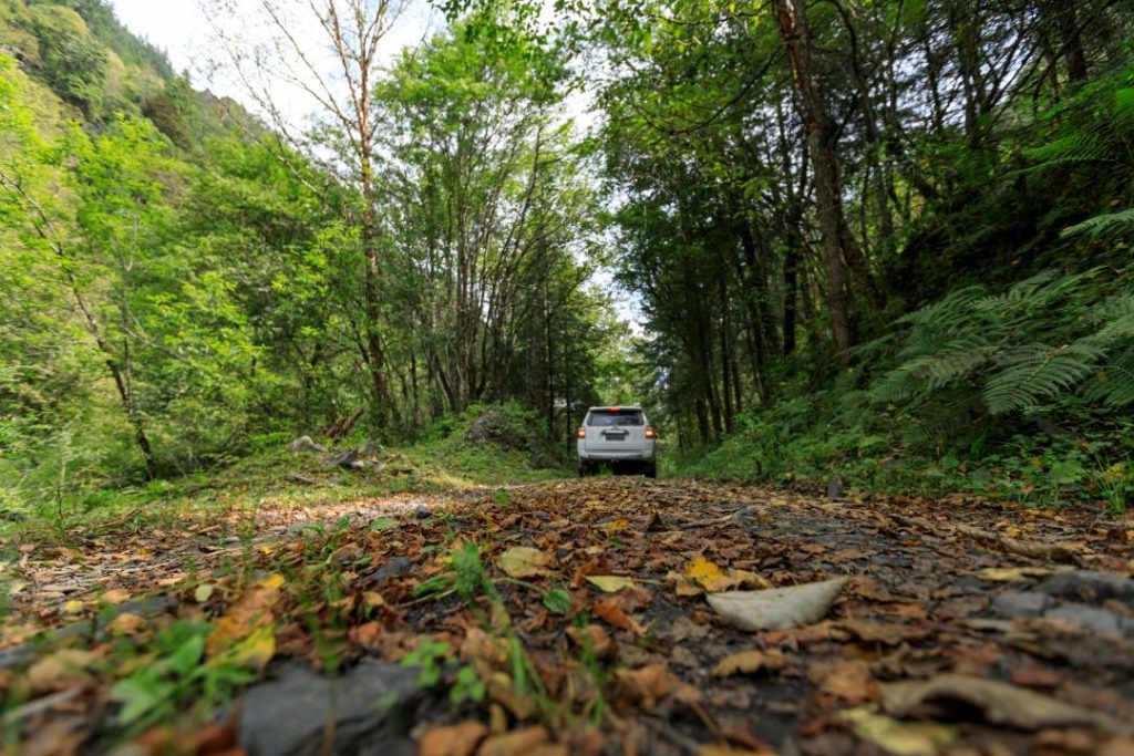 Driving Off-Road in a Forest. A car drives along a narrow dirt road through a dense forest with green trees and fallen leaves scattered on the ground. The road ahead is shaded by the surrounding foliage, creating a peaceful atmosphere.