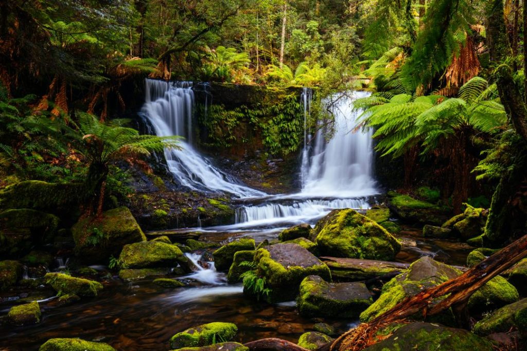Horseshoe Falls, Mt Field National Park, Tasmania. A stunning waterfall set in a fern-filled forest, where water gracefully flows over a curved rocky ledge. The lush greenery and moss-covered rocks add to the serene atmosphere.