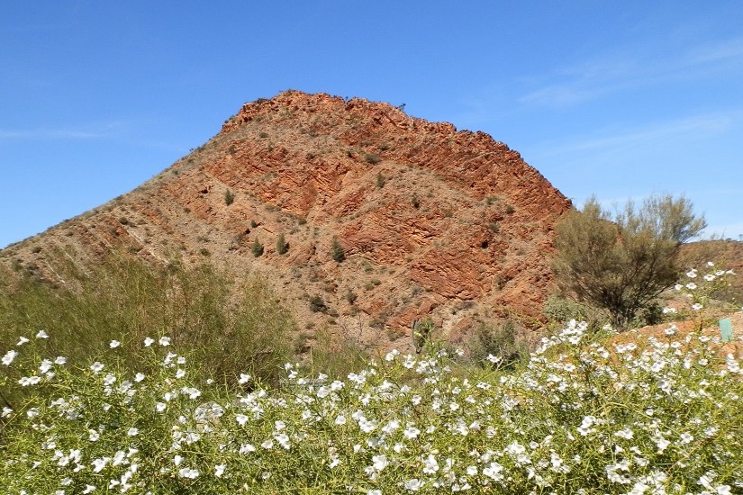 The prominent Griselda Hill rising against a blue sky, with a foreground of native flora, at Arkaroola Wilderness Sanctuary in South Australia.
