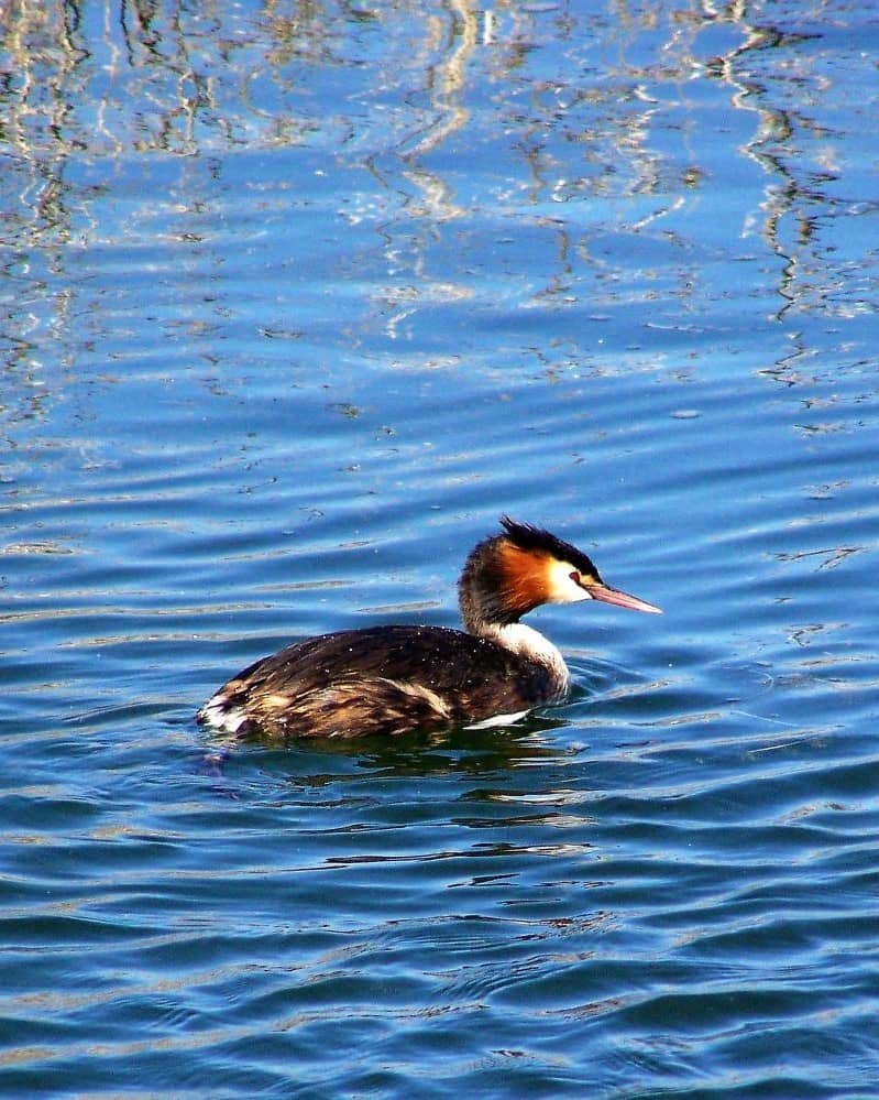 A Great Crested Grebe swimming in Lake Bindegolly, its distinctive plumage reflected on the calm blue water.