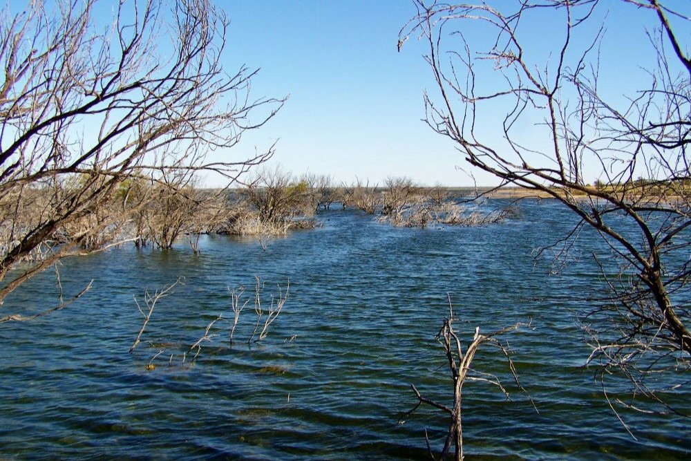 A view of Lake Bindegolly via Thargomindah, with partially submerged trees and calm waters stretching under a clear blue sky.