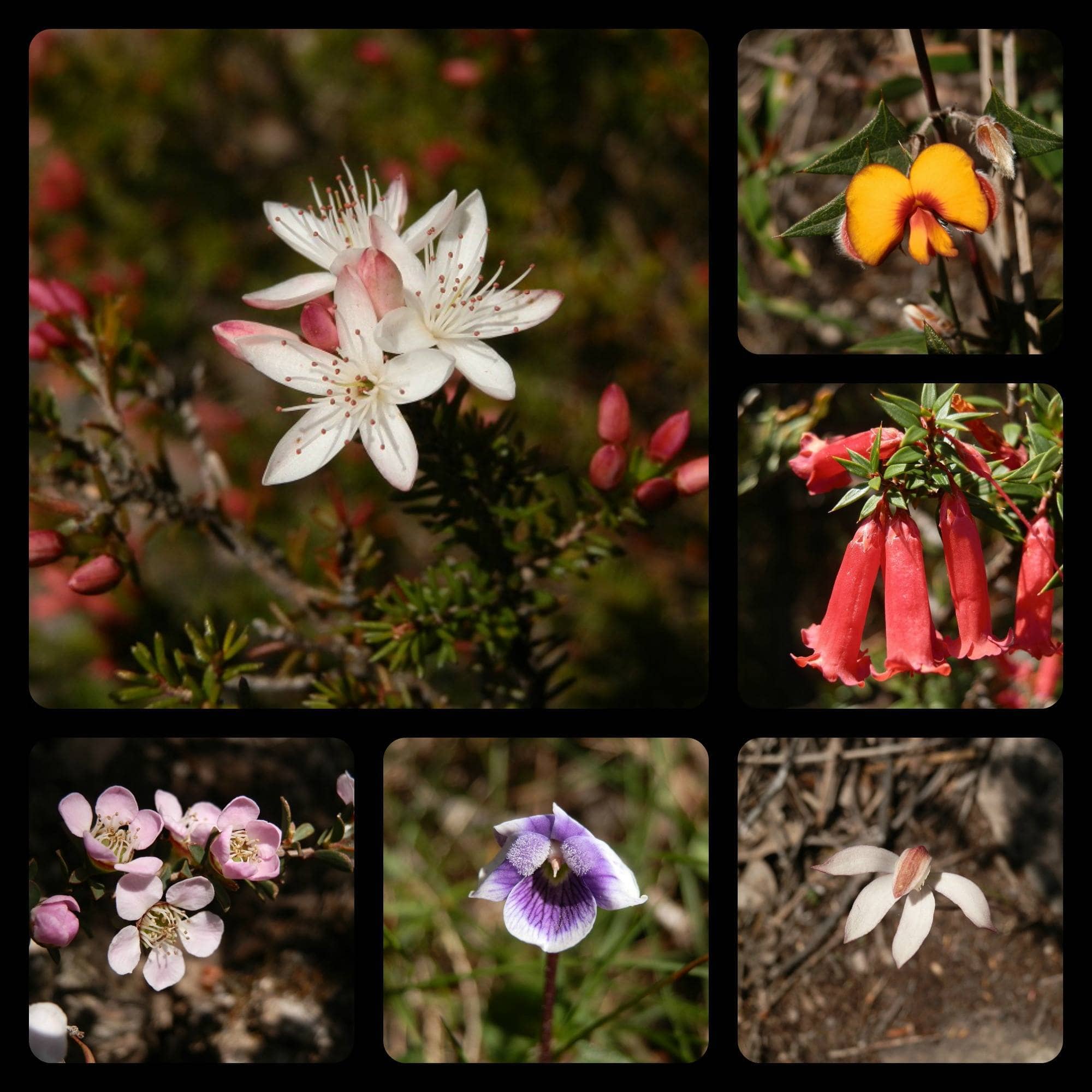 A collage of wildflowers spotted during the Mount Abrupt walk, featuring white, pink, yellow, red, and purple blooms in a natural setting.