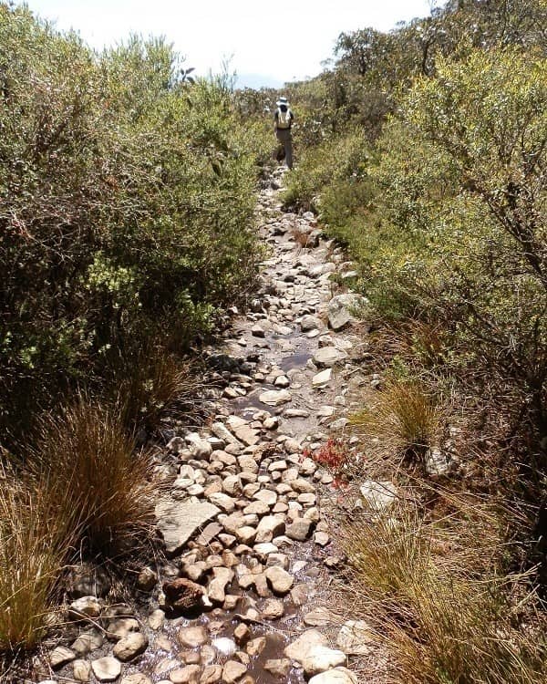 A rocky, uneven path on the Mount Abrupt walk, surrounded by dense shrubs and greenery, with a hiker visible in the distance.