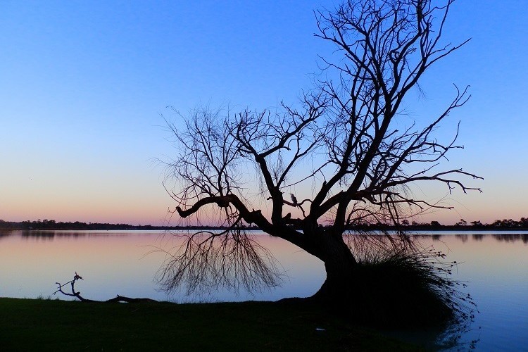 A silhouetted tree stands at the edge of Lake Cullulleraine at sunrise, with calm waters in the background and a peaceful atmosphere, perfect for showcasing things to do at Lake Cullulleraine.