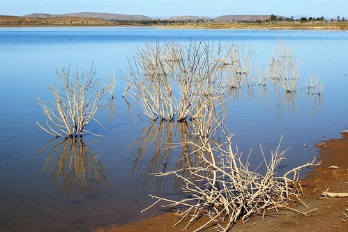 Leafless shrubs reflecting in the still waters of the Retention Dam in Copley, South Australia—a serene spot for nature enthusiasts and one of the relaxing things to do in Copley, SA.