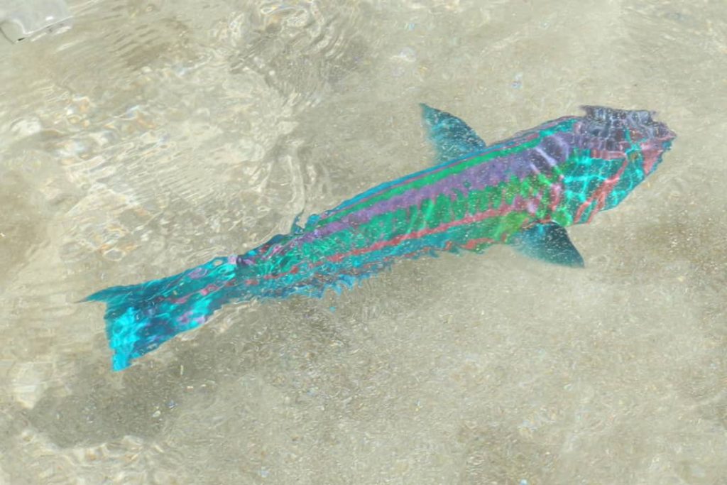 A vibrant, multicolored fish swims just beneath the clear, shallow waters at Ned's Beach, Lord Howe Island, New South Wales.