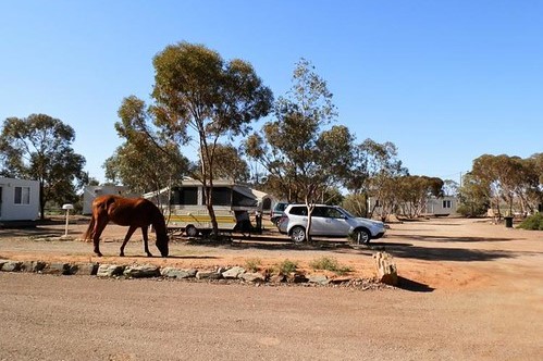 A peaceful scene at Copley Caravan Park, featuring a parked car with a trailer, a grazing horse, and cabins surrounded by trees—a great spot among things to do in Copley, SA for nature lovers and campers.