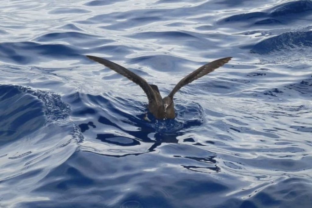 A shearwater, also known as a muttonbird, with wings spread wide, skimming the surface of the ocean near Lord Howe Island, NSW. The deep blue water has gentle ripples.