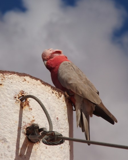 A Galah, a pink and grey cockatoo, perched on a rusted metal post near the Dingo Gate at Cameron Corner, Australia, with its eyes closed as if resting under a partly cloudy sky.