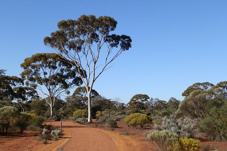 A pathway winding through Karlkurla Bushland Park in Kalgoorlie, Western Australia, surrounded by tall gum trees and native shrubs under a clear blue sky.