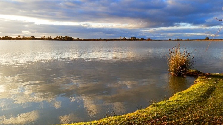 Calm waters of Lake Cullulleraine at sunset with grassy shore and reeds, highlighting the serene environment for things to do at Lake Cullulleraine.