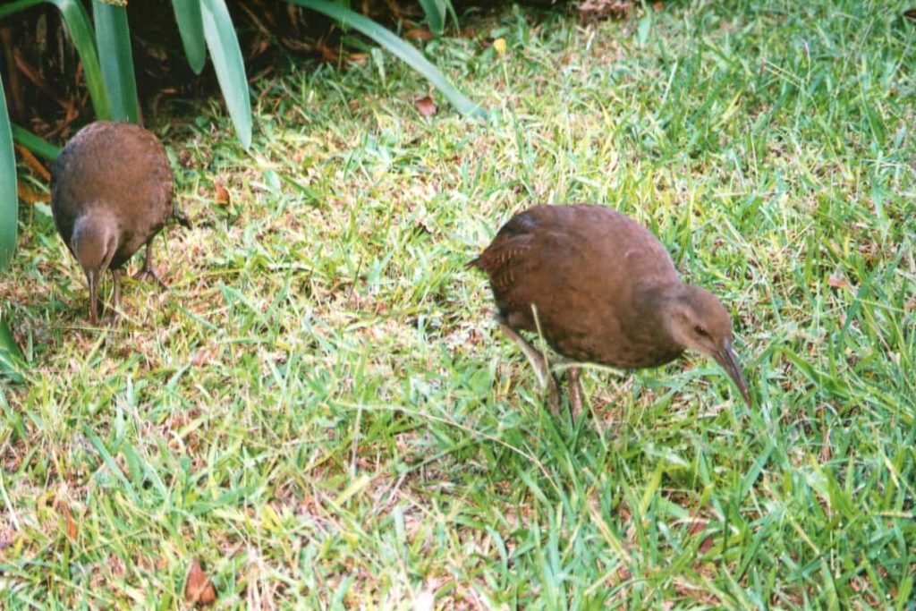 Two Lord Howe Island woodhens are foraging on a patch of green grass in Australia. These small, brown, flightless birds are a rare and endangered species, unique to the island's ecosystem.