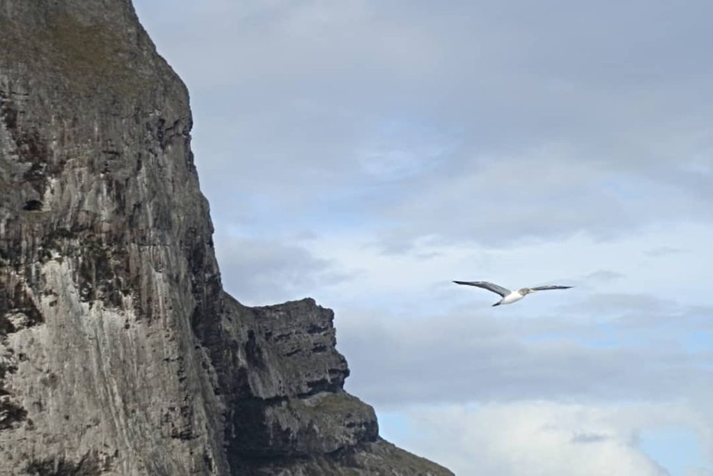 A masked booby flies past Balls Pyramid, a volcanic rock formation off the coast of Lord Howe Island, Australia.