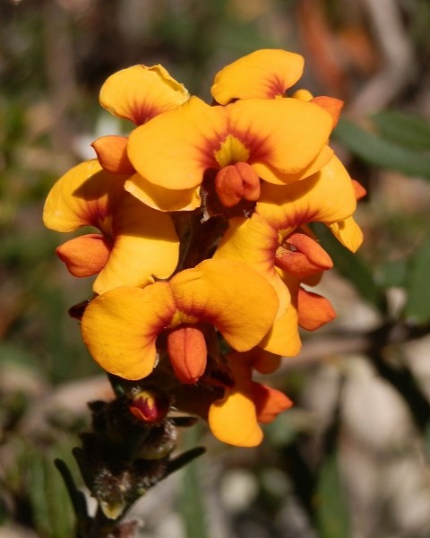 A close-up of vibrant orange pea flowers seen during the Mount Abrupt walk, showcasing their rich orange and yellow petals with red centers.