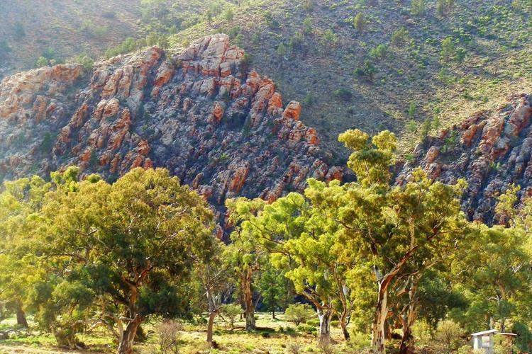 Green trees in front of the jagged, rocky cliffs of Sliding Rock in the Warraweena outback—an impressive natural attraction near Copley, SA.