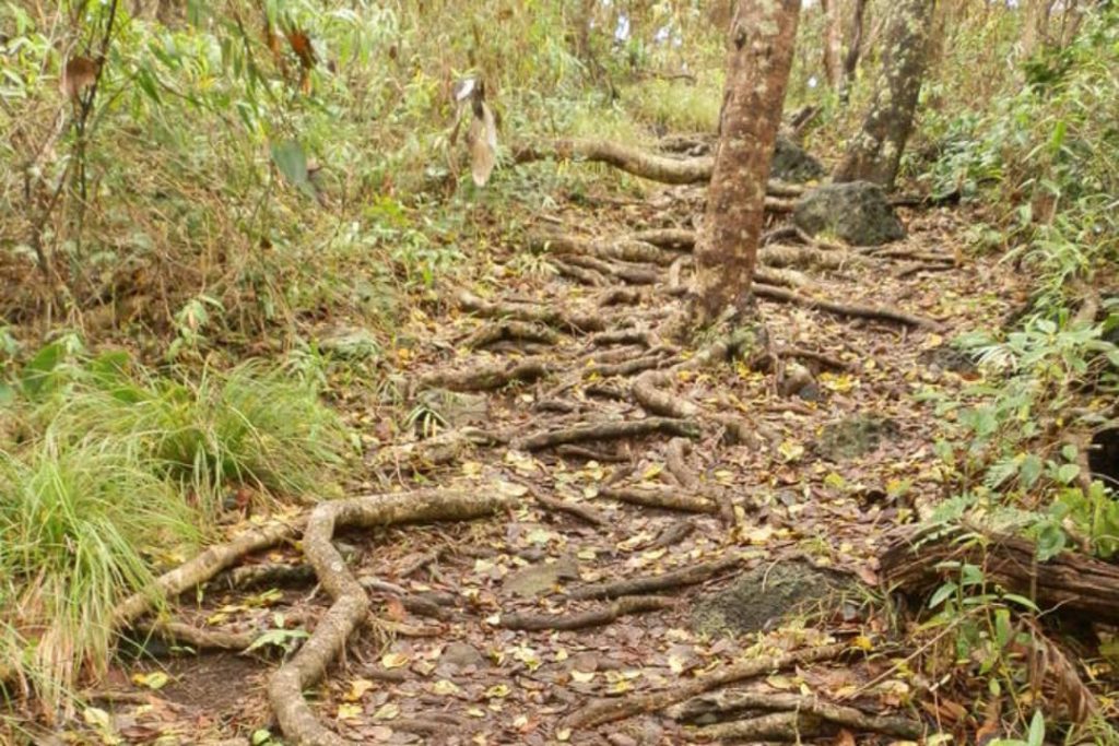 The Transit Hill hiking track on Lord Howe Island, Australia, is covered with exposed tree roots winding across the path, making the trail rugged and adventurous.
