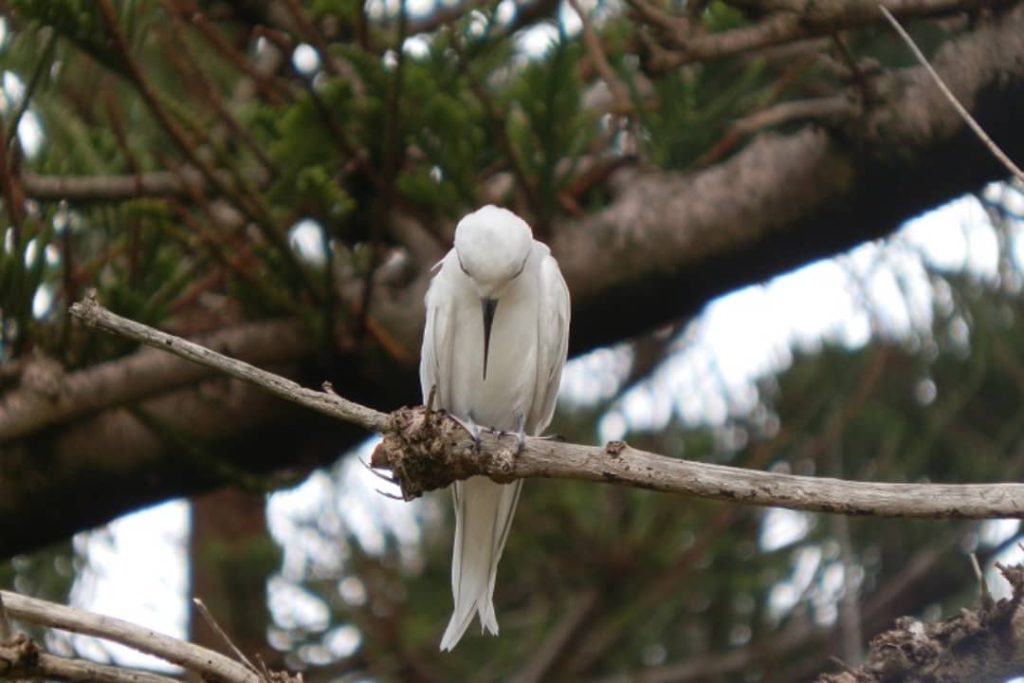 A white tern, a seabird native to Lord Howe Island, perches on a branch with its head tucked into its feathers.