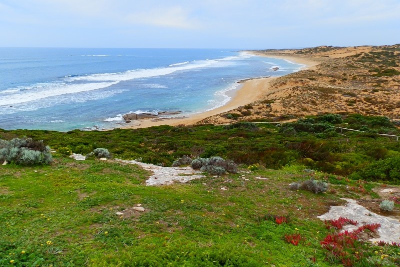 Browns Beach at Dhilba Guuranda-Innes National Park on the Yorke Peninsula, South Australia, featuring rolling dunes, rugged coastline, and crystal-clear waves washing onto the sandy shore.