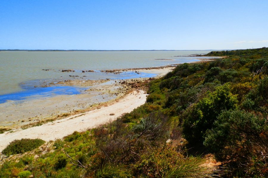 Coorong National Park, one of the many things to do in Salt Creek. A sandy shoreline, shallow waters, and scattered vegetation along the edge. The blue sky and calm sea create a serene atmosphere, viewed from an elevated position overlooking the shore.