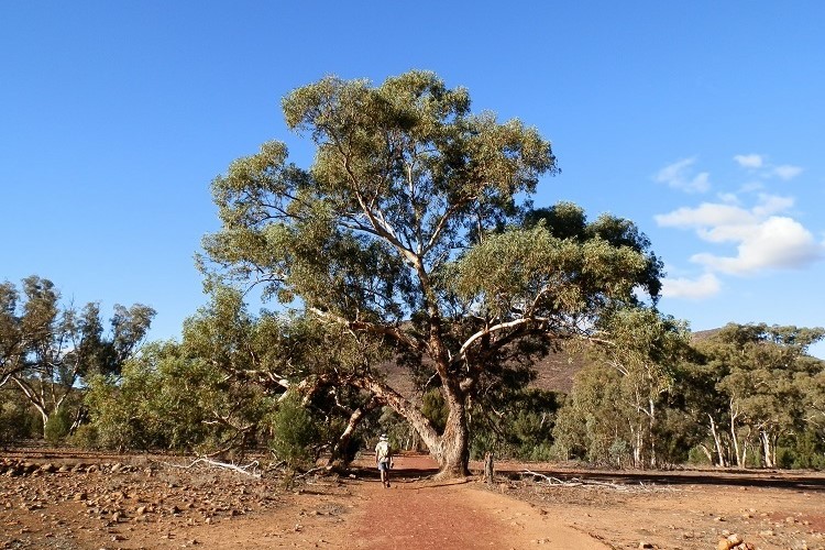 Bridle Gap trail leading through Wilpena Pound, showcasing a majestic tree under the bright blue sky in the Flinders Ranges, South Australia.