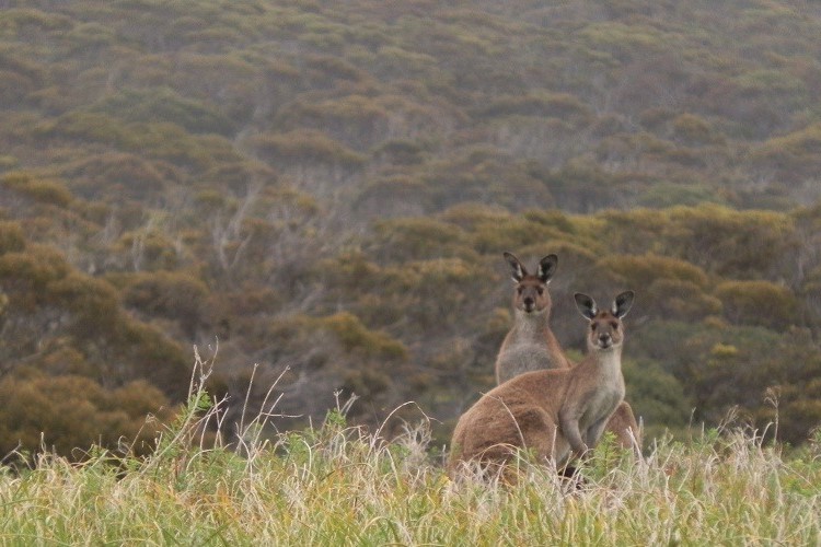 Two kangaroos standing in tall grass with dense trees in the background at Inneston in Dhilba Guuranda-Innes National Park, Yorke Peninsula, South Australia