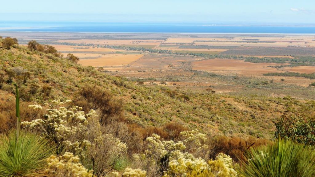 Wild grasses and native plants lining the Bridle Trail, with expansive views stretching towards the distant horizon in the southern Flinders Ranges, South Australia.