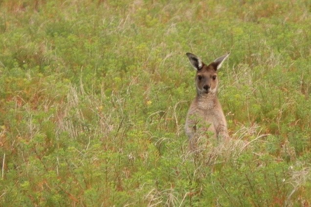 A kangaroo standing alert in the grassy fields of Dhilba Guuranda-Innes National Park, Yorke Peninsula, South Australia, blending into the natural landscape