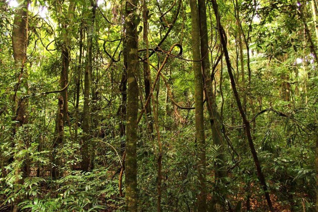Dense, lush rainforest with tall trees and winding vines, creating a vibrant green canopy that filters sunlight through the leaves. Perfect environment for mosquitoes, a dreaded Australian pest.