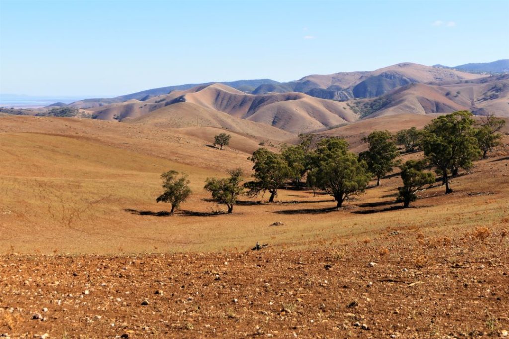Rolling hills and scattered trees along the Bridle Track, capturing the scenic landscape of the southern Flinders Ranges, Wilpena Pound, South Australia.