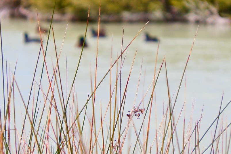 Tall grasses in focus near Salt Creek, South Australia, with blurred ducks swimming in the background, creating a soft and natural atmosphere.